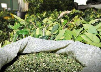 Erva-mate paraguaia desperta interesse do Líbano, França e Alemanha