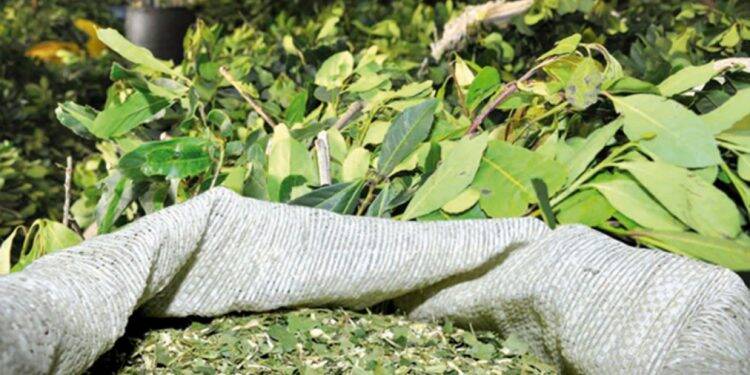 Erva-mate paraguaia desperta interesse do Líbano, França e Alemanha