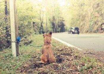 Câmara aumenta pena de maus-tratos contra animais