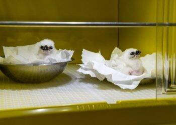 PTI e Instituto Harpia promovem exposição no Cataratas JL Shopping a partir de quinta-feira (10)