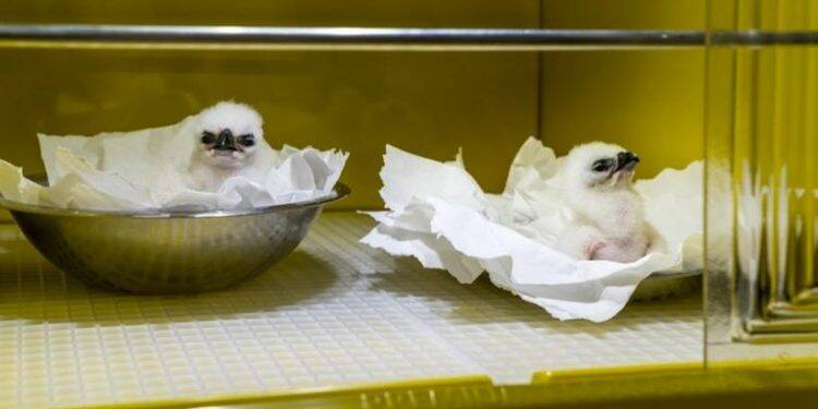 PTI e Instituto Harpia promovem exposição no Cataratas JL Shopping a partir de quinta-feira (10)