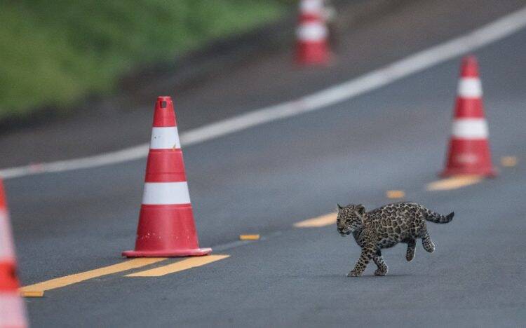 Parque Nacional do Iguaçu fecha 2018 com mais de 1,8 milhão de visitantes