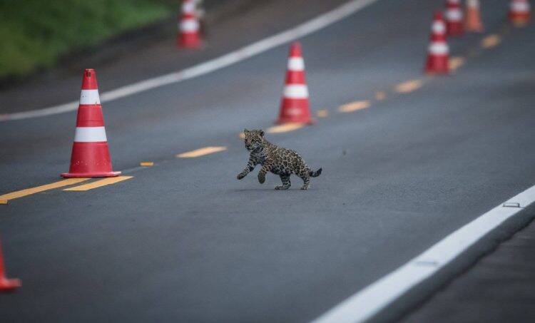 Parque Nacional do Iguaçu fecha 2018 com mais de 1,8 milhão de visitantes