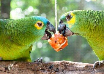 Picolés de frutas para as aves se refrescarem no verão iguaçuense