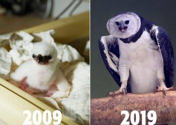 Primeira harpia do Refúgio de Itaipu completa 10 anos