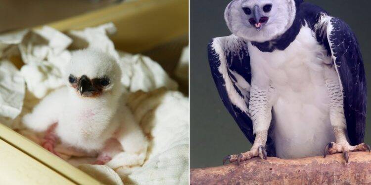 Primeira harpia do Refúgio de Itaipu completa 10 anos