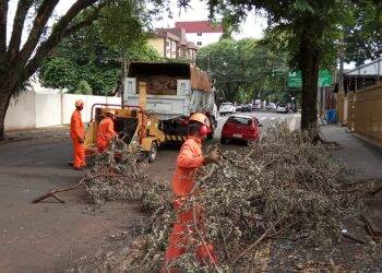 Chuva na segunda-feira em Foz do Iguaçu derrubou 12 árvores
