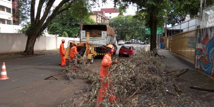 Chuva na segunda-feira em Foz do Iguaçu derrubou 12 árvores