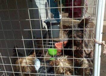 Polícia fecha canil clandestino em Foz do Iguaçu e resgata animais vítimas de maus-tratos