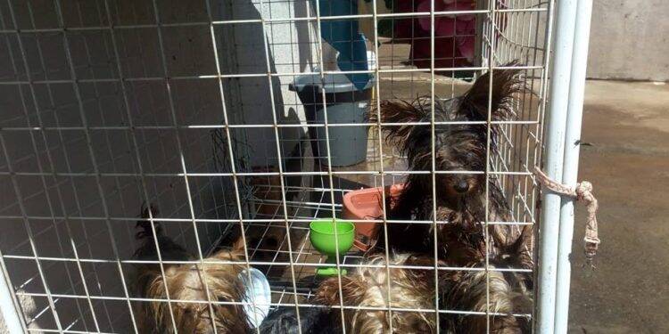 Polícia fecha canil clandestino em Foz do Iguaçu e resgata animais vítimas de maus-tratos
