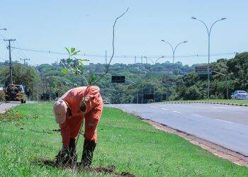 Secretaria de meio ambiente inicia plantio de 2 mil mudas de árvores