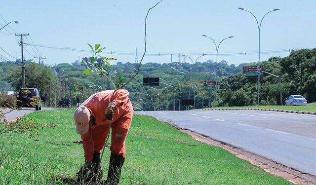 Secretaria de meio ambiente inicia plantio de 2 mil mudas de árvores