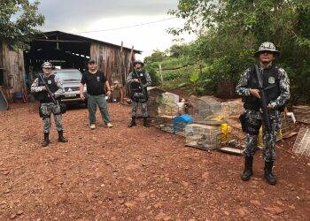 Polícia fecha o maior criadouro clandestino de aves da fronteira