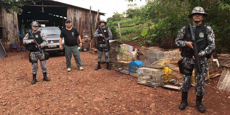 Polícia fecha o maior criadouro clandestino de aves da fronteira