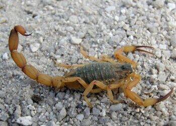 Saiba como evitar a proliferação de escorpiões