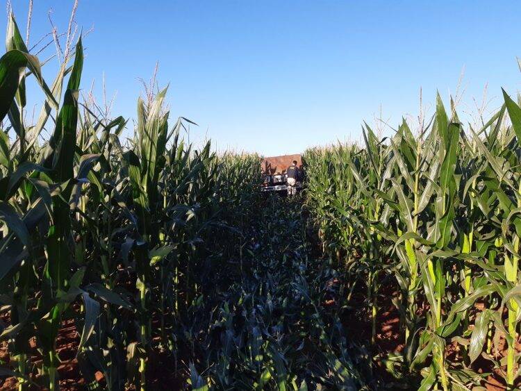 PRF apreende caminhonete carregada com cigarros contrabandeados em Guaíra