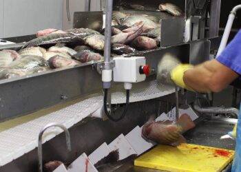 Paraná prevê crescimento de 20% na produção do pescado