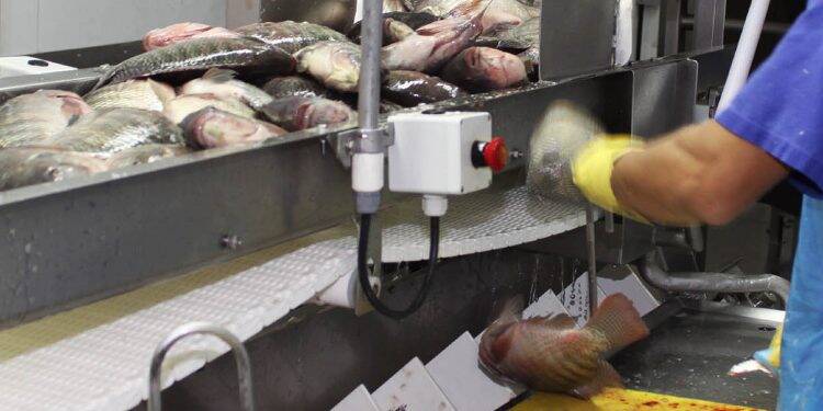 Paraná prevê crescimento de 20% na produção do pescado