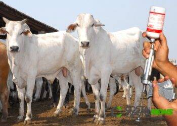 Última vacinação contra aftosa no Paraná começa dia 1º