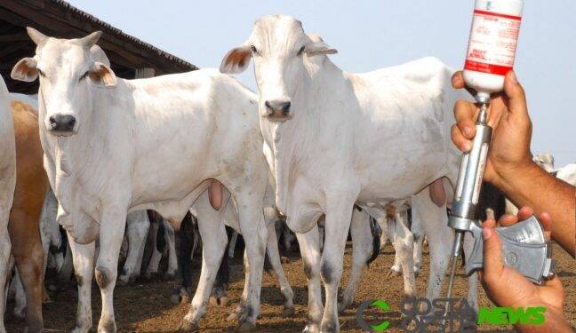 Última vacinação contra aftosa no Paraná começa dia 1º