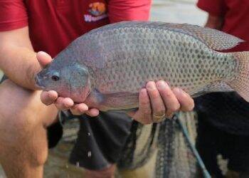 Feira do peixe vivo começa na terça-feira no parque de exposições charrua
