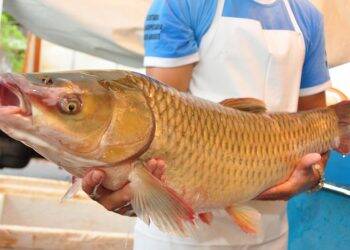 Feira do peixe vivo começa nesta terça-feira em Santa Terezinha de Itaipu