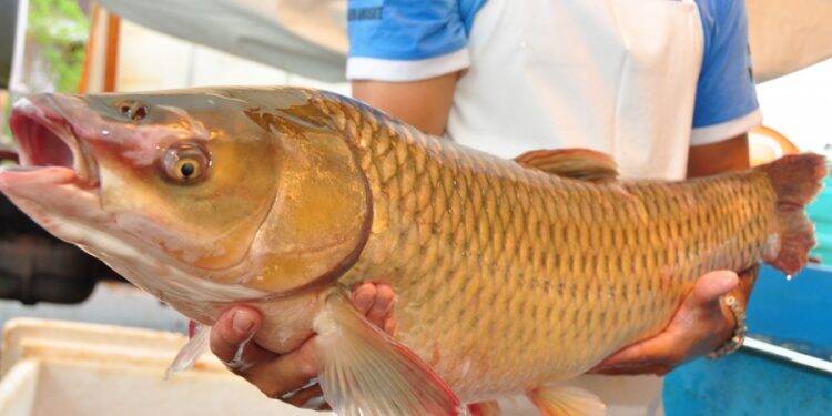 Feira do peixe vivo começa nesta terça-feira em Santa Terezinha de Itaipu