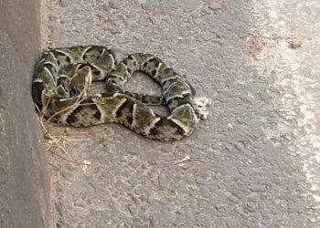 Motoristas se surpreendem com cobra no acesso a Ponte da Amizade