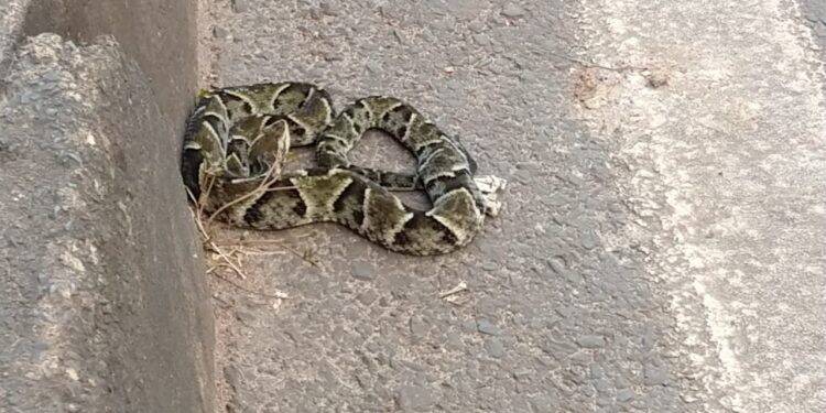 Motoristas se surpreendem com cobra no acesso a Ponte da Amizade