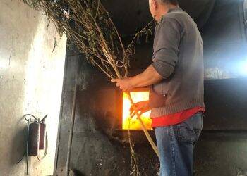 Polícia Civil incinera mais de 2,5 toneladas de drogas