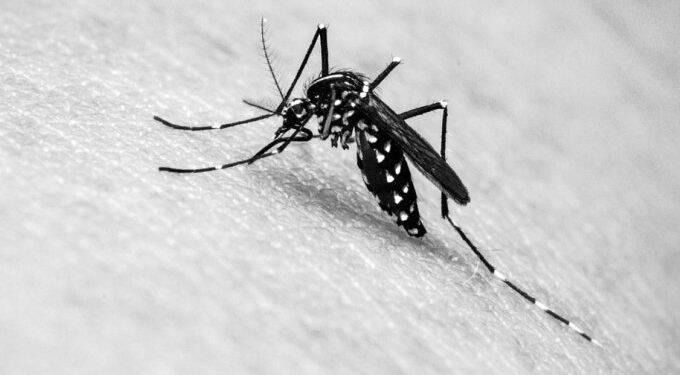 Foz do Iguaçu registra primeiro óbito causado pela dengue em 2019