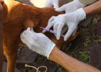 Mutirão de vacinação contra a raiva chega aos bairros da região Nordeste de Foz
