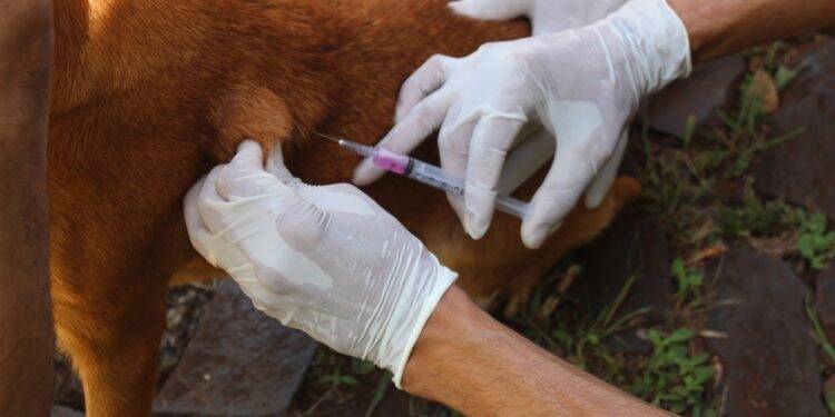 Mutirão de vacinação contra a raiva chega aos bairros da região Nordeste de Foz