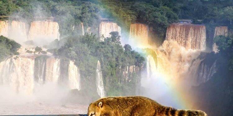 Informação de que passarela das Cataratas está interditada é falsa