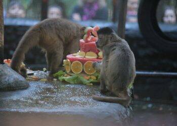 Animais ganham bolo em comemoração aos 23 anos do Bosque Guarani