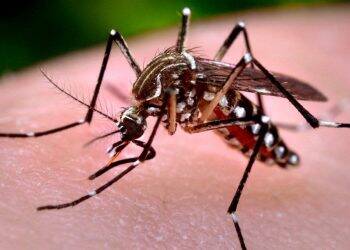 Com 17 mortes, Paraná está em estado de alerta por epidemia de dengue
