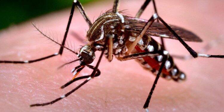 Com 17 mortes, Paraná está em estado de alerta por epidemia de dengue