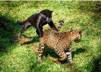 Equipe do Refúgio Bela Vista apresenta filhotes de onça-pintada, nesta quinta-feira, 27