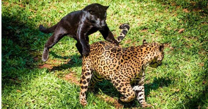 Equipe do Refúgio Bela Vista apresenta filhotes de onça-pintada, nesta quinta-feira, 27