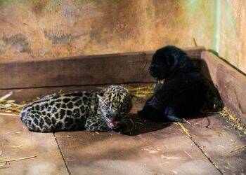 Mais 2 filhotes de onça-pintada nascem no Refúgio Biológico Bela Vista