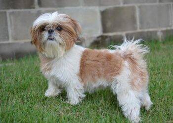 Polícia Civil recupera cadela desaparecida no ano passado em Santa Terezinha