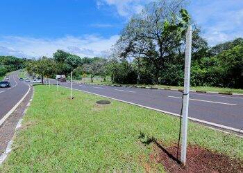 Prefeitura deve plantar 20 mil árvores até o fim do ano