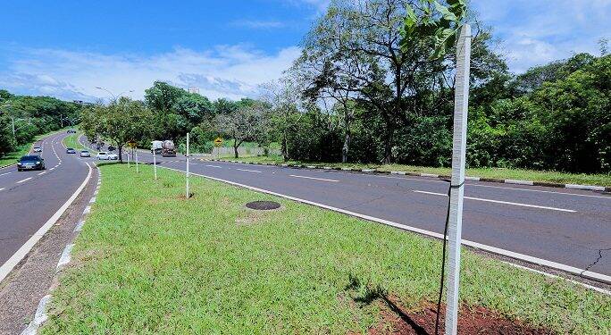 Prefeitura deve plantar 20 mil árvores até o fim do ano