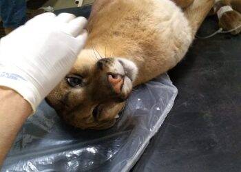 É grave o estado da onça-parda atropelada atendida pelo Refúgio Biológico Bela Vista