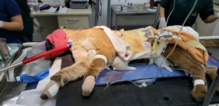 É grave o estado da onça-parda atropelada atendida pelo Refúgio Biológico Bela Vista