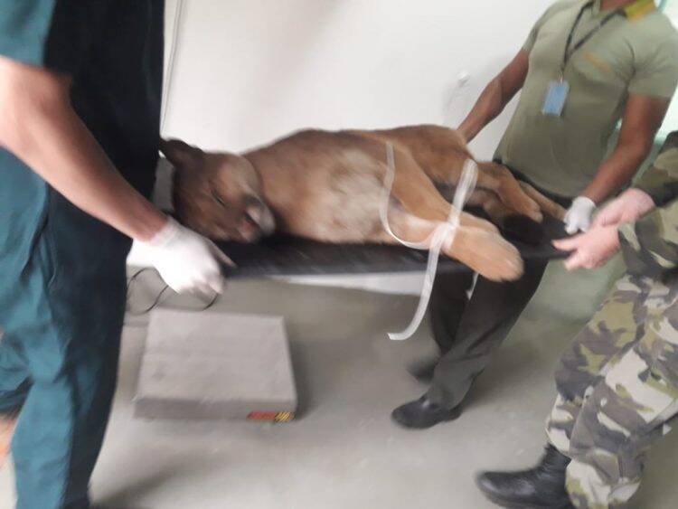 Refúgio Biológico Bela Vista recebe onça parda atropelada na quinta-feira, 25