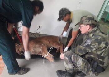 Refúgio Biológico Bela Vista recebe onça parda atropelada na quinta-feira, 25