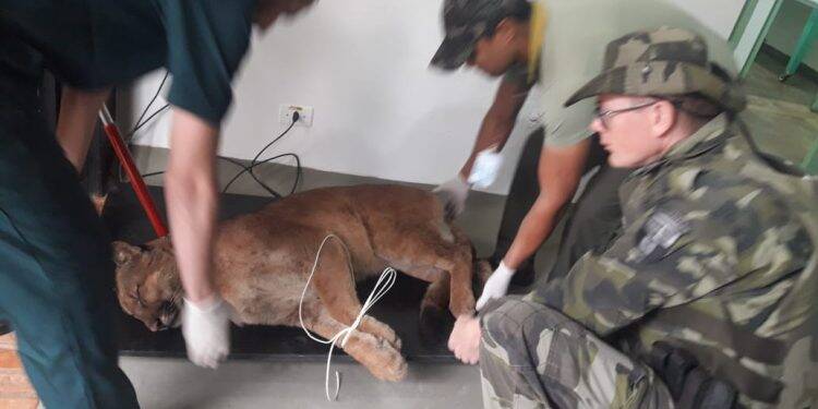 Refúgio Biológico Bela Vista recebe onça parda atropelada na quinta-feira, 25