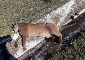 Onça-parda morre atropelada na região oeste