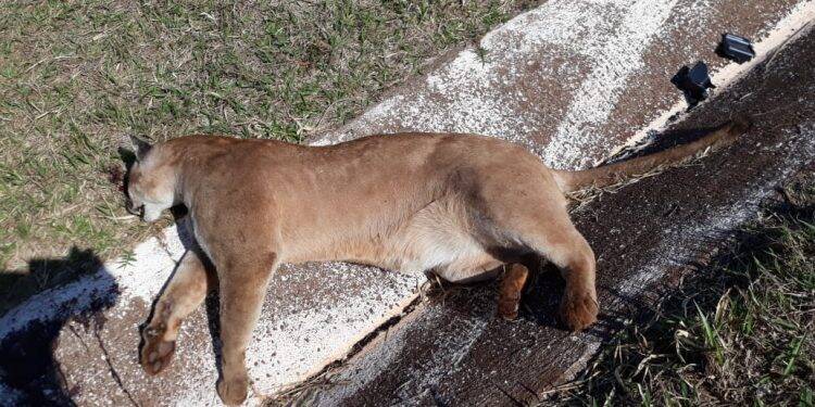 Onça-parda morre atropelada na região oeste